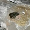 this is magnificent moldavite silver pendant thecrystalcave.com.au