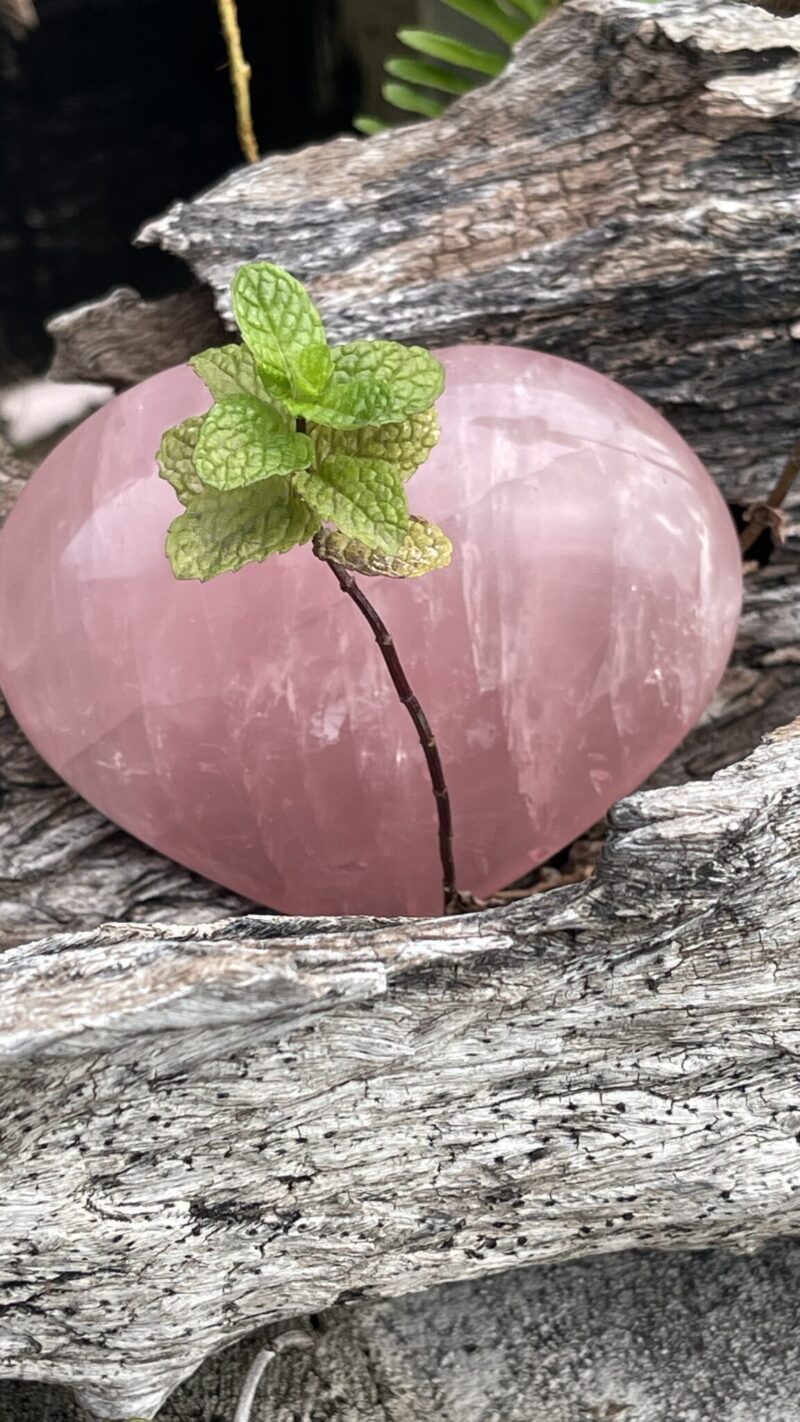 “Heart of Venus” – Rose Quartz Polished Heart 440g